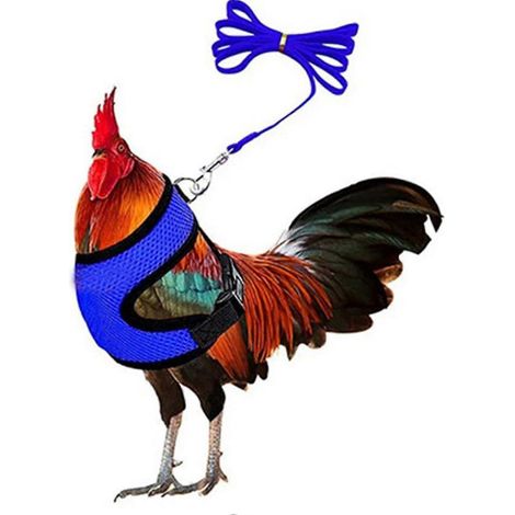 Harnais réglable pour poules avec laisse – Gilet confortable pour poules en tissu mesh respirant – Taille, couleur : Bleu (1/5)