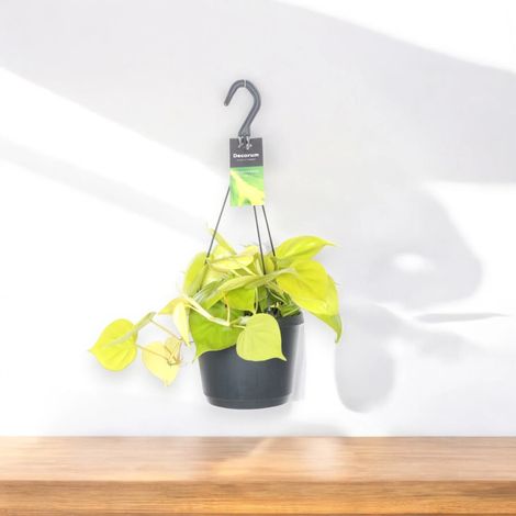 Gardenaria Philodendron scandens 'Lemon lime' - Pianta da interno ornamentale - Altezza: 30 cm (vaso 23) (1/5)