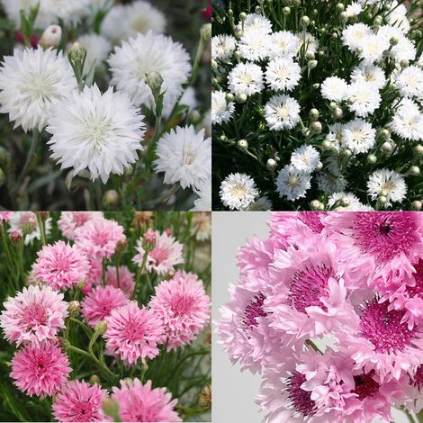 2000 Pink and White Cornflower Seeds - Wildflower Seeds, Hardy Perennials, Perfect for Decorating Gardens and Lawns.