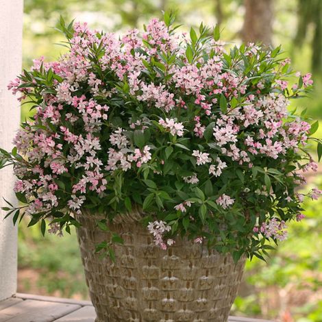Deutzie nain Yuki Cherry Blossom® 'NCDX2', Deutzia/Pot de 4L - 20/40 cm (1/4)