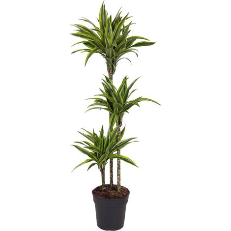 Dracaena Lemon Lime Plante d'Intérieur Feuillage Panaché Vert et Jaune Hauteur 160 cm ø27 cm - PANGIVO (1/4)