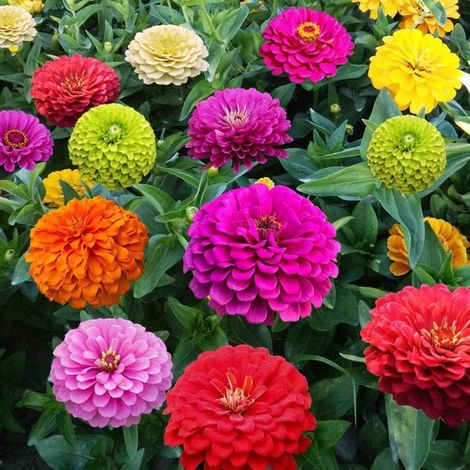 500 Graines de Zinnia Mélange – Graines de Fleurs Colorées, Floraison Abondante, Terrasse et Bordures