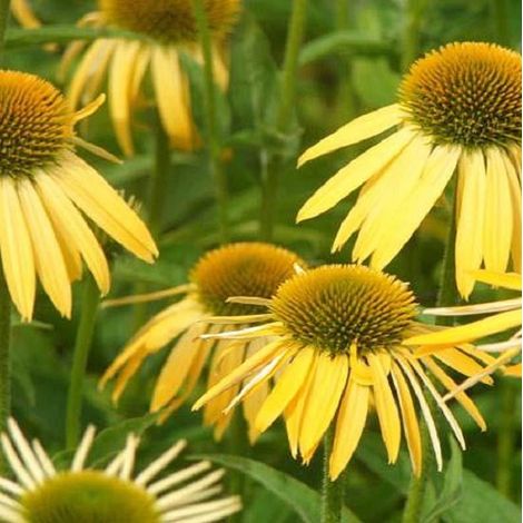 4 x Rudbeckia pourpre 'Harvest Moon' - godet 9x9 cm