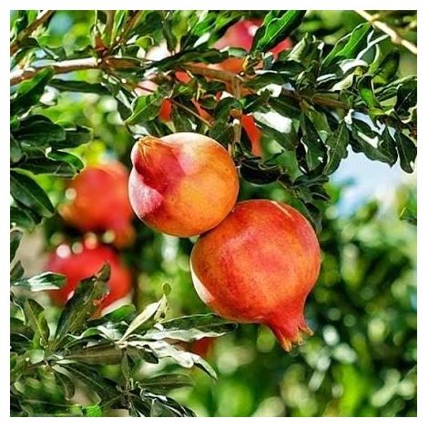2 cuttings - Punica protopunica  (Pomegranate tree)  edible