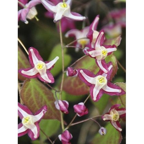 Fleur des elfes rouge 'Galadriel' Godet de 8/9 cm (1/3)