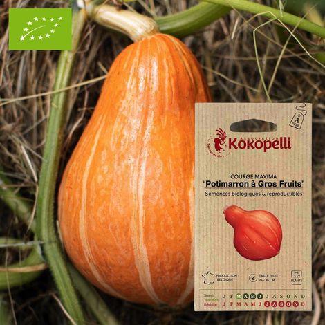 Courge Potimarron à Gros Fruits- Graines bio à semer