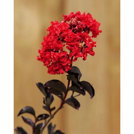 Gardenaria Lagerstroemia indica 'Black Solitaire Red Hot' - Arbusto ornamentale da giardino - Altezza: 125/175 cm (vaso28)
