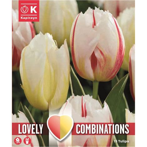 Lovely Cobinations Bulbi di Tulipano Happy Generation Confezione da 15pz Kapiteyn