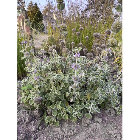 Marrure supinum Godet de 8/9 cm