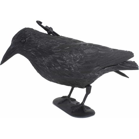 Corbeau noir - un répulsif à oiseaux efficace et une décoration de jardin
