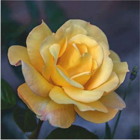 Décoration murale en aluminium ARTland pour intérieur et extérieur, Rose jaune, Dimensions : 30 x 30 cm (1/3)