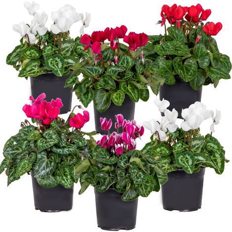 Bloomique - Lot de 6 - Cyclamen Persicum - Cyclamen de patio - Plantes vivaces - Résistantes au gel - 15-25 cm de haut - Pot 10,5 cm (1/4)