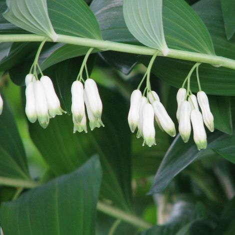 4 x Sceau de Salomon - Polygonatum multiflorum  - godet 9x9 cm (1/4)