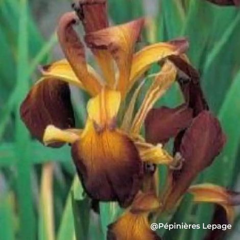 3 Iris des steppe (Iris orientalis 'Ochroleuca')
