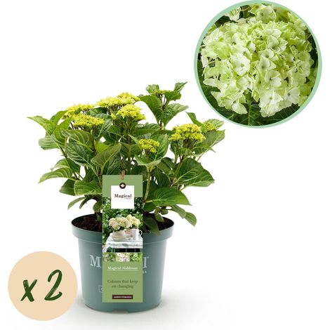 Hortensia Hydrangea Magical Noblesse Blanc - Lot de 2 Plantes - 6-10 Fleurs - Pot 23cm H55cm - PANGIVO (1/5)