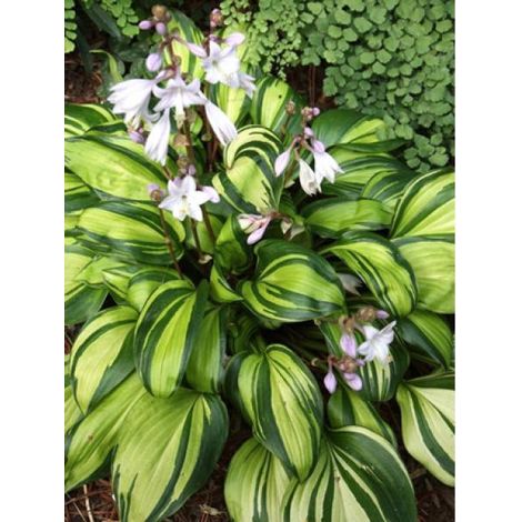 Hosta 'Rainbow's End' Pot de 1,5L/2L (1/2)