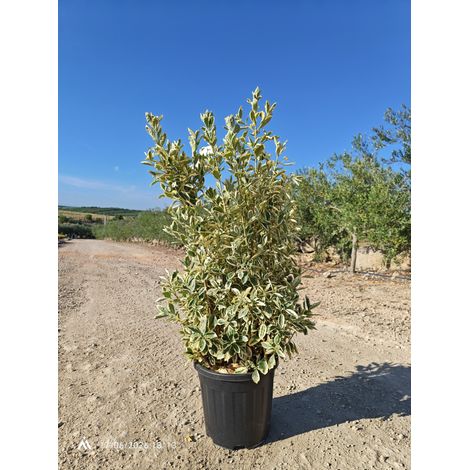 Fusain du Japon Bravo Buisson 30 cm Plante de Haie Panachée