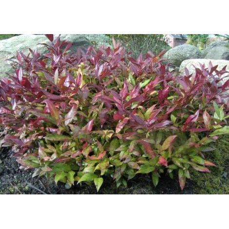 LEUCOTHOE SCARLETTA VASO 24CM (1/3)