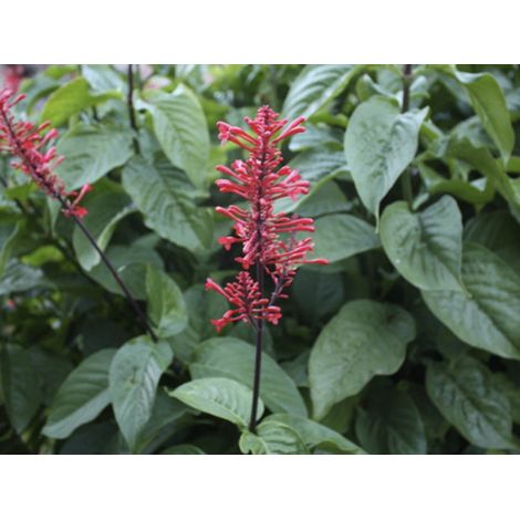 Odontonema Strictum V.15 (1/3)