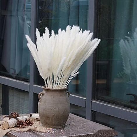Pampas Grass - 15 Pièces Séchées Naturelles - Décoration Intérieure Extérieure - Pour Mariage Centre de Table Vase Bouquet - Lot de 1 (1/5)