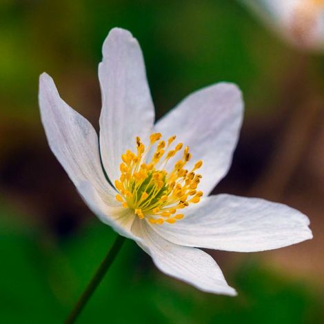 3 Anémones Pulsatille à Fleurs Blanches