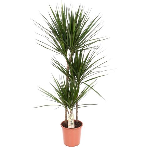 Dracaena Marginata plante d’intérieur feuillage fin décoratif pot 21 cm hauteur 120 cm - PANGIVO