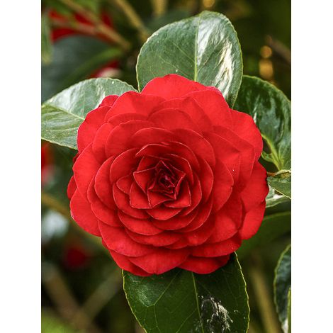 Camélia du Japon 'Roger Hall' Pot de 3L/4L