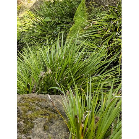 Jonc japonais 'Licorice' Pot de 1,5L/2L