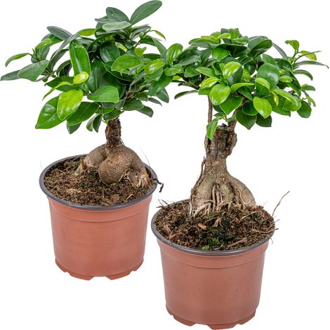 Bloomique - Lot de 2 - Ficus Ginseng - Bonsaï - Plantes d’intérieur - Dépolluante - Facile d’entretien - Hauteur 20-30 cm - Pot 12 cm