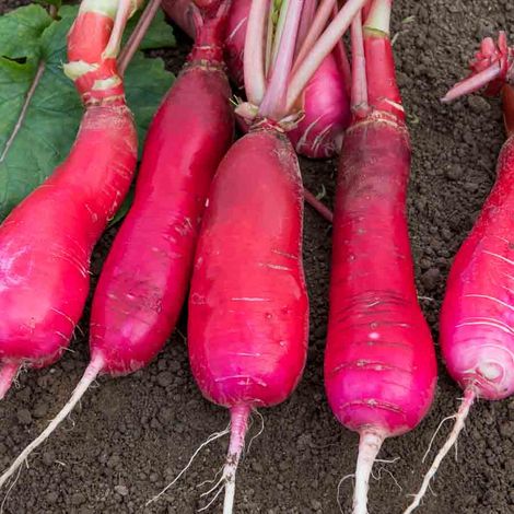 Radis Rose d'Hiver de Chine Vilmorin (1/2)