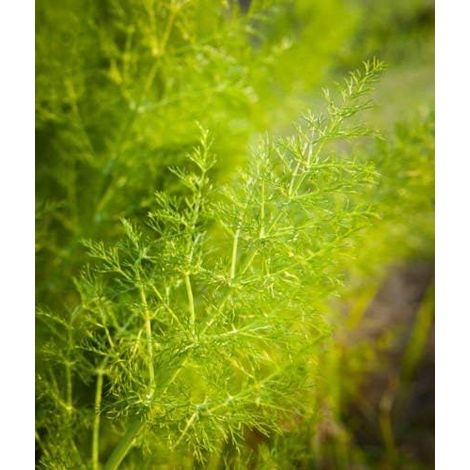 Sauvage Fenouil 100 graines importées Heirloom italien Herb plantes ornementales (1/5)