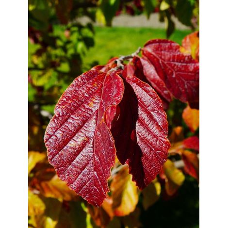 Sycoparrotia 'Purple Haze' Pot de 3L/4L