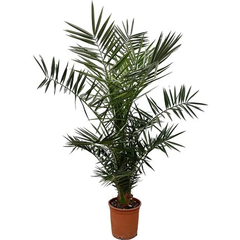 Palmier des Canaries Phoenix Canariensis Plante Verte Intérieur Extérieur 140 cm Ø27 cm - PANGIVO (1/4)
