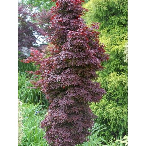 Érable du Japon 'Twombly's Red Sentinel' Coupe 7,5L / 10L (1/4)