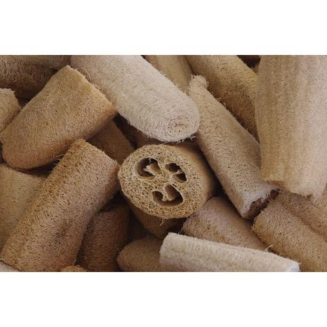 Graines de courge éponge 1,5 g (1/2)