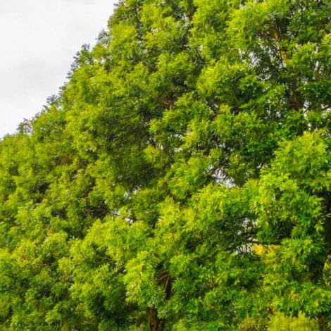 Pépinières Naudet – Frêne à feuilles étroites (Fraxinus excelsior) – Arbre feuillu majestueux – Croissance rapide – Apport écologique pour biodiversité (1/4)