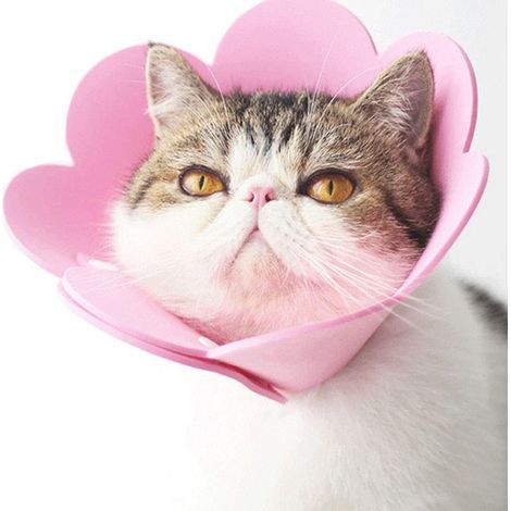 Collier pour animaux de compagnie collier anti-léchage collier de protection collier chat élisabéthain (Rose, L) (1/5)