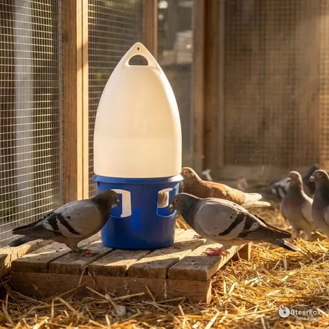 Abreuvoir pour pigeon 12 L - GAUN (1/5)