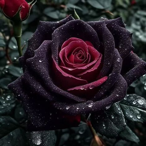 200 graines de roses noires – idéale pour jardin, pots ou décoration florale, facile à cultiver (1/5)