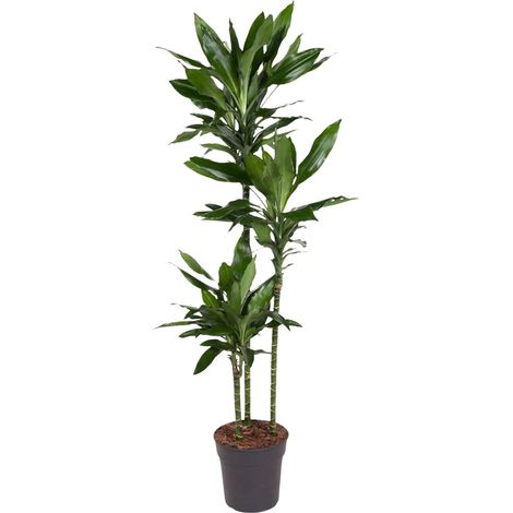 Dracaena Janet Lind Plante Verte d'Intérieur Décorative Hauteur 150-160 cm Pot ø24 cm - PANGIVO (1/5)