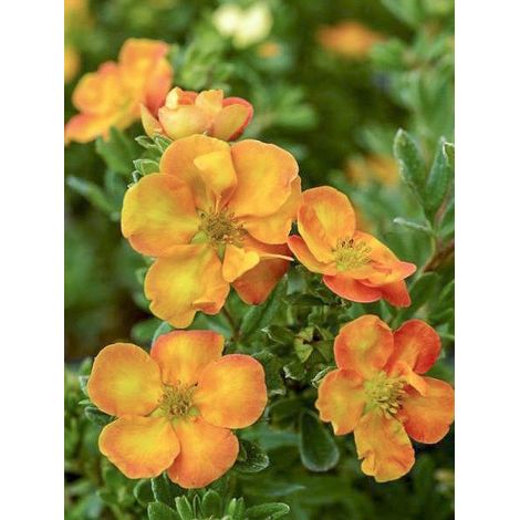 Potentille arbustive 'Solar'issima ' Pot de 4L/5L (1/2)
