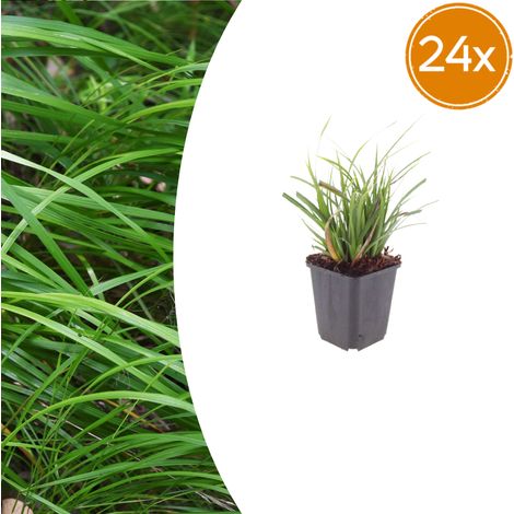 Carex morrowii Lot de 24 Graminées Persistantes pour Ombre et Mi-ombre - Hauteur 10-25cm - Pot Ø9cm - PANGIVO (1/5)