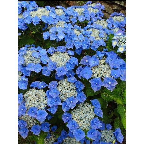 Hortensia 'Teller Blue' Pot de 2L/3L (1/2)