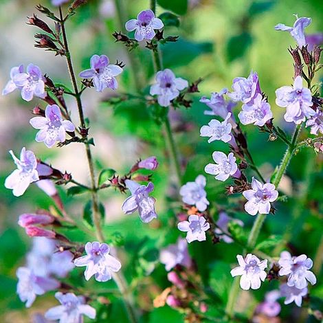 4 x Calamintha nepeta. 'Marvelette Blue' - godet 9x9 cm (1/4)