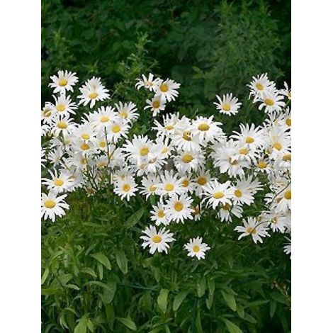 Marguerite 'Reine de Mai' Godet de 8/9 cm (1/2)