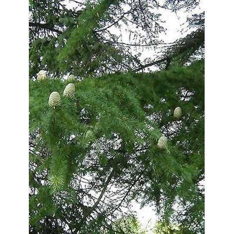 Cèdre de l'Himalaya Pot de 3L/4L (1/5)