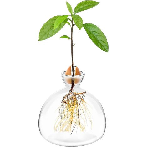 Kit de culture d'avocatiers avec vase et pot en verre pour semis, idéal pour faire pousser des avocatiers chez soi. Idées cadeaux de jardinage originaux. (1/5)