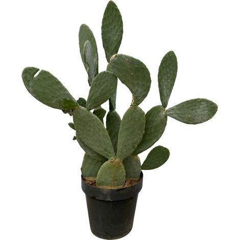 Cactus Opuntia Figuier de Barbarie Plante d'Intérieur et Extérieur Vert 120 cm Ø 38 cm - PANGIVO (1/4)