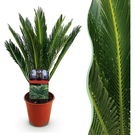 Cycas revoluta - Plante d'intérieur Palmier Sago - Facile d'entretien - Pot 15 cm - 45-55 cm - PANGIVO (1/5)
