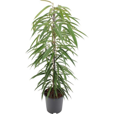 Ficus Binnendijkii Alii Plante d'Intérieur Verte Figuier Pleureur Ø21 cm Hauteur 80 cm - PANGIVO (1/4)